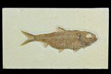 Fossil Fish (Knightia) - Green River Formation #122797-1